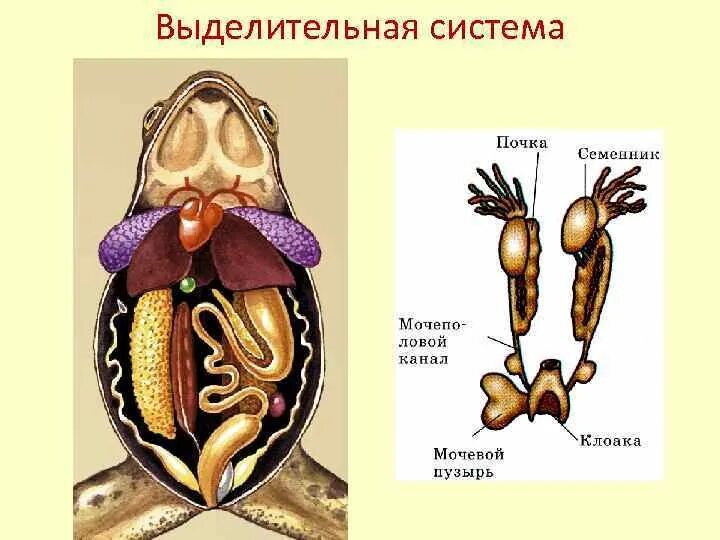 Выделение у пресмыкающихся. Выделительная система земноводных схема. Выделительная система система земноводных. Органы выделительной системы лягушки. Выделительная система амфибий 7 класс.