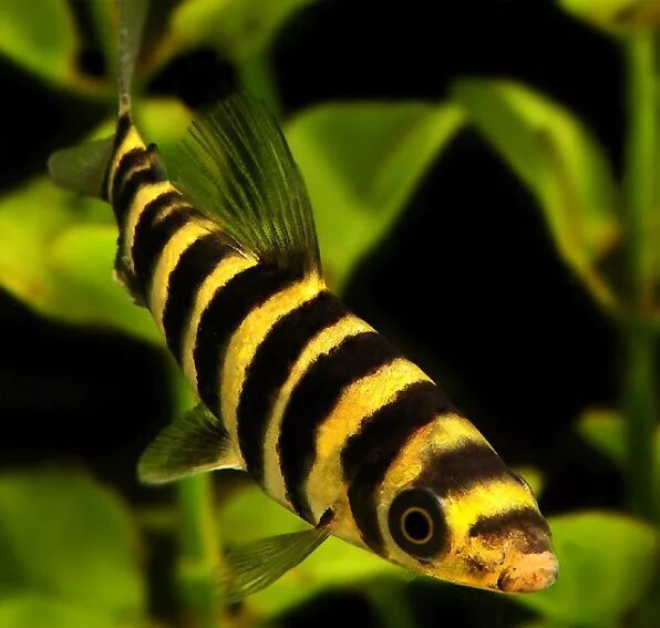 Leporinus fasciatus Wikipedia