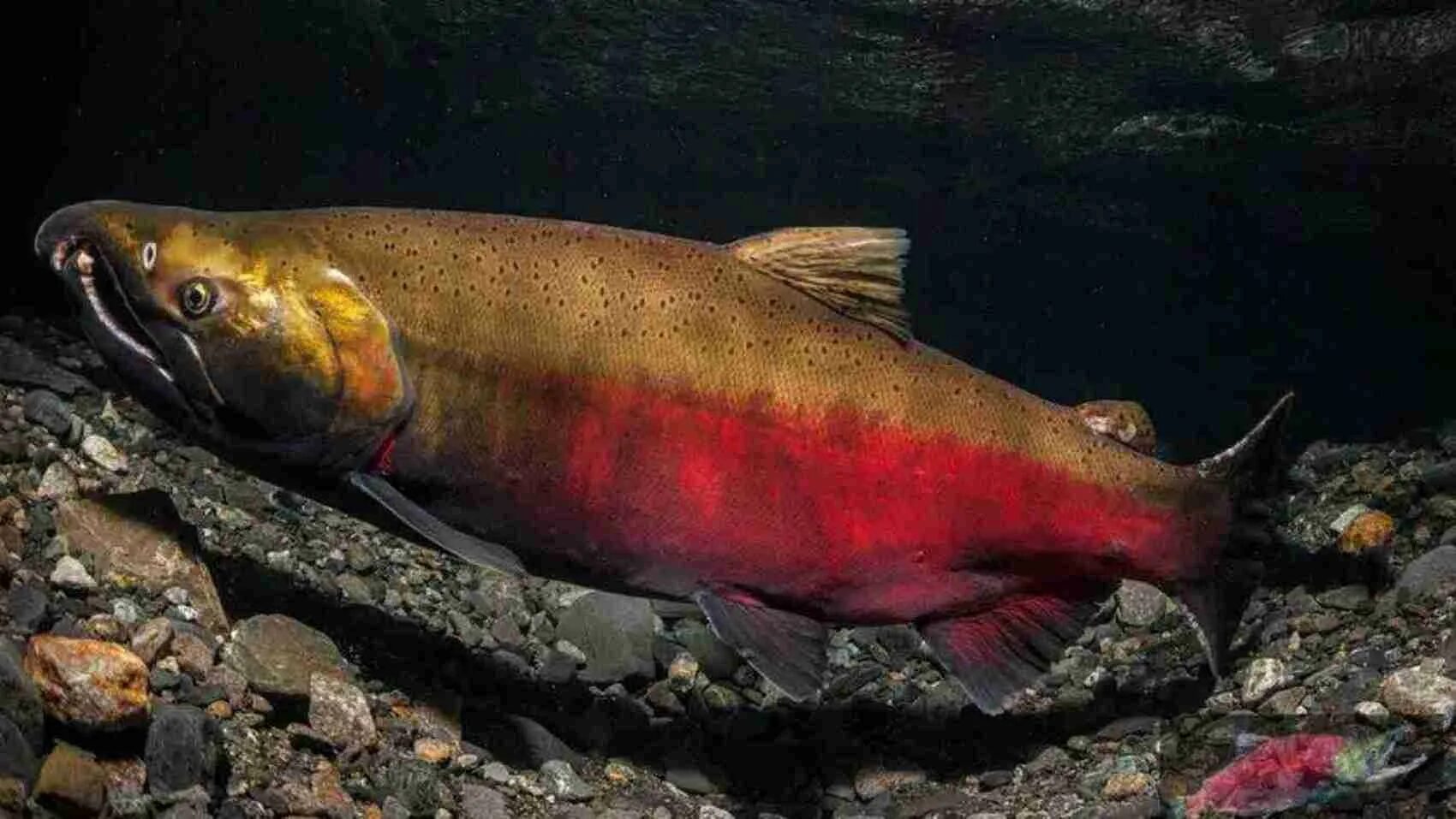 Кижуч хорошая рыба. Кижуч Тихоокеанский лосось. Кижуч (Oncorhynchus kisutch). Кижуч Камчатский. Кижуч красный.