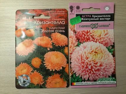 Хризантелла семена когда сажать на рассаду семенами