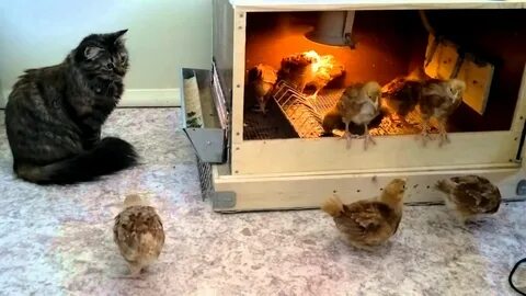 Кошка ест цыплят