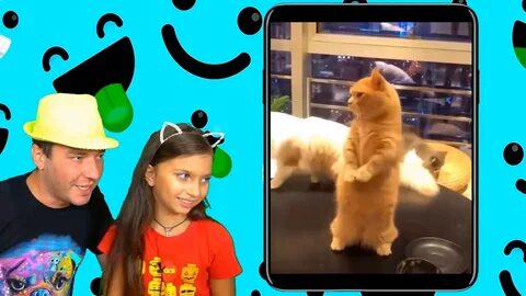 Челлендж коты не засмейся