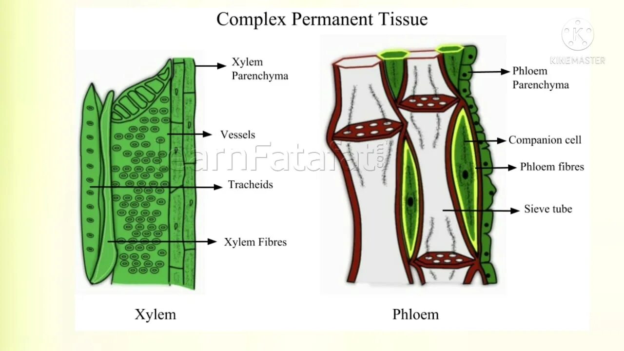 Xylem and phloem. Ксилема и флоэма. Проводящие ткани ситовидные трубки флоэма. Ксилема и флоэма у растений. Наличие флоэма