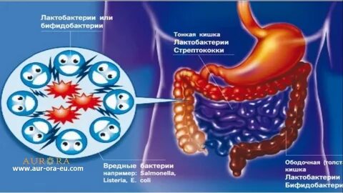Как улучшить микрофлору желудка