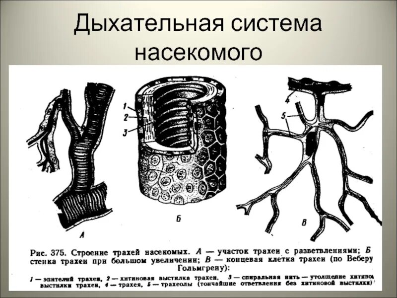 Дыхательная система насекомых. Дыхательная система система насекомых. Органы дыхания насекомых. Трахейная система насекомых. В чем особенность трахейного дыхания