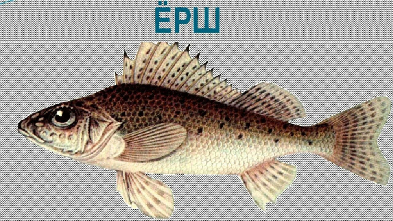 Почему ерш. Ерш рыба. костистые рыбы. краснокнижные рыбы волги. окунь.