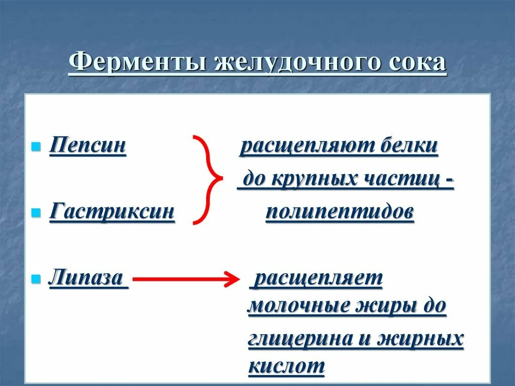 Пепсин расщепляет. Ферменты пепсин и гастриксин расщепляют белки пищи до. Ферменты желужочногтсока. Фермент пепсин расщепляет.