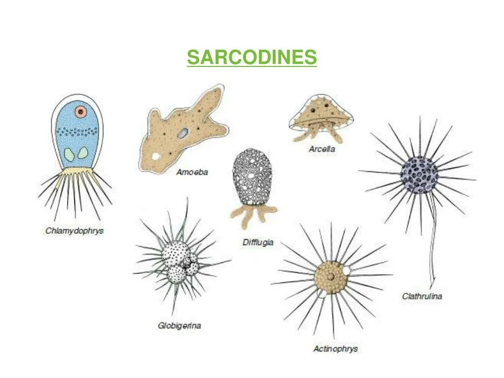 Саркодовые животные. Раковинные корненожки Arcella. Раковинные корненожки диффлюгия и Арцелла. Амеба диффлюгия. Раковинная амеба Саркодовые.