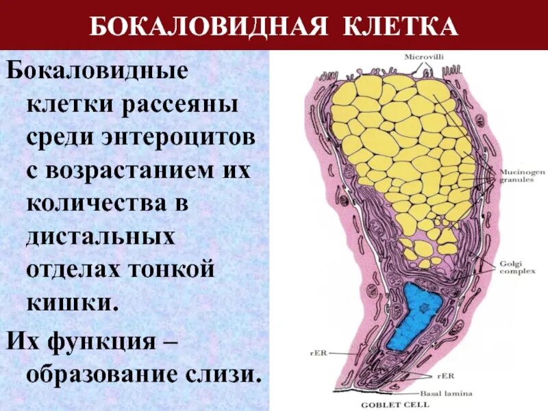 Бокаловидные клетки бронхов функция. Клетки лейдига гистология. Эпителиальные клетки. Бокаловидные клетки это. Схема строения бокаловидного эпителиоцита.
