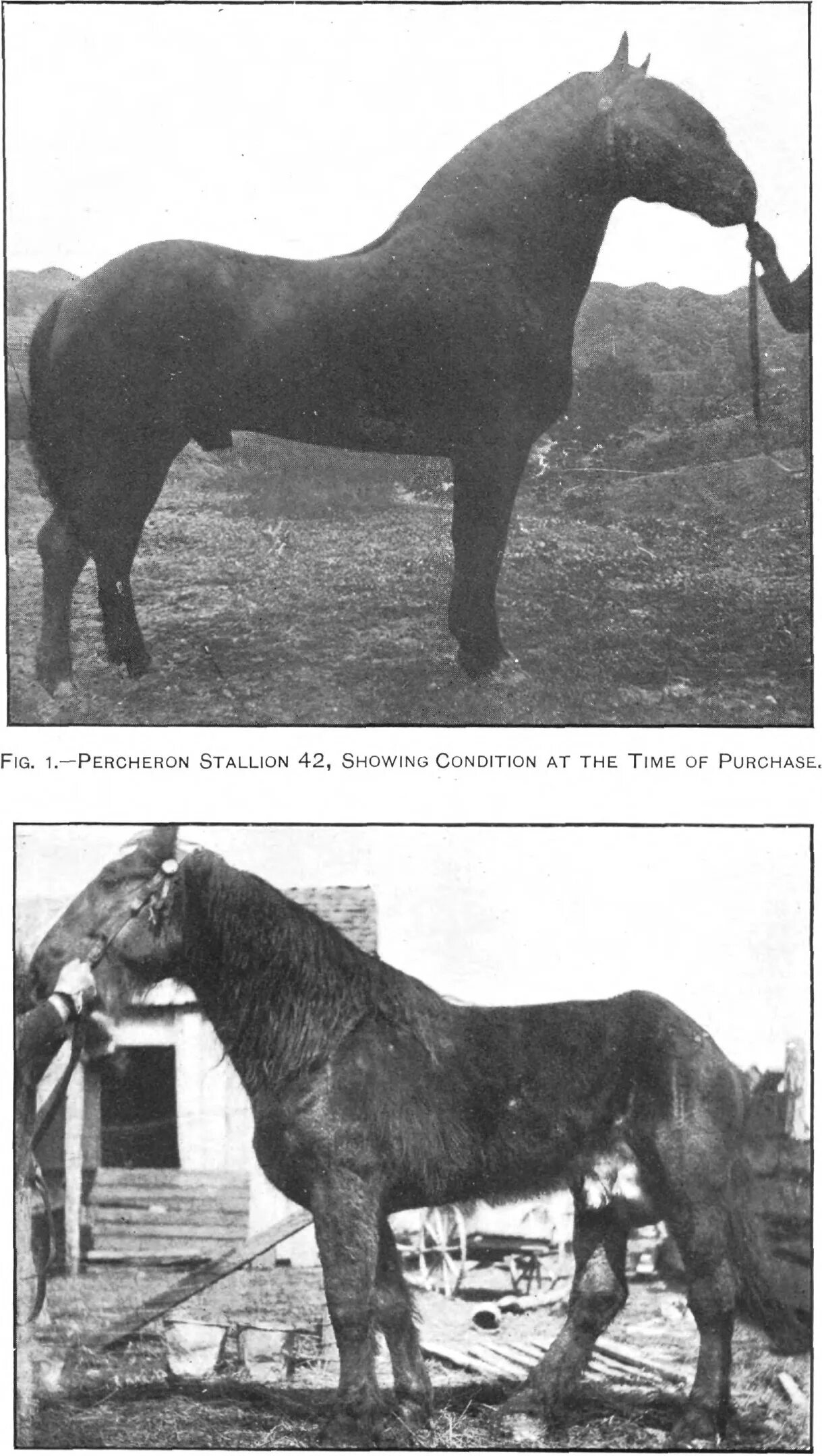 Болезнь лошадей 3. Случная болезнь лошадей (Дурина). Случная болезнь лошадей цикл развития.