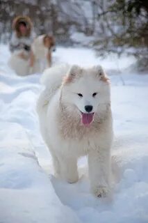 Снежная собака