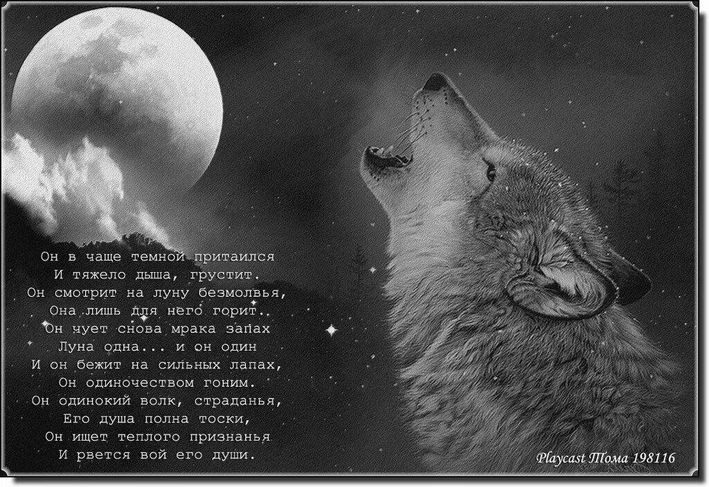 Вою под луной песня. Одинокий волк стихи. Волк и Луна. Волк воет на луну. Стих про волка.