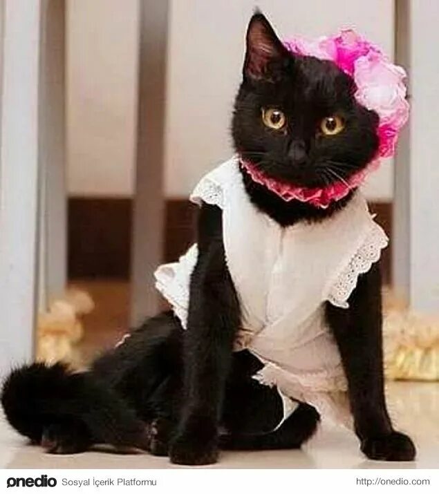 Милые котята с одеждой