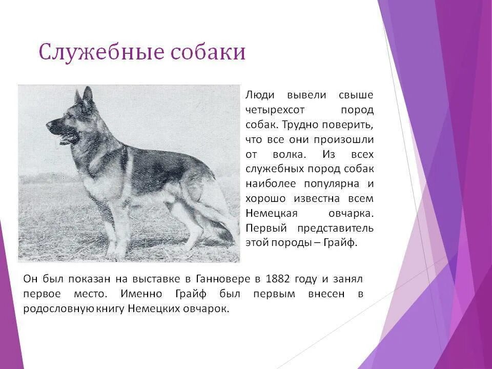 Группы служебных собак. Служебные собаки. Служебные собаки презентация. Доклад про служебных собак. Породы собак служебные породы.