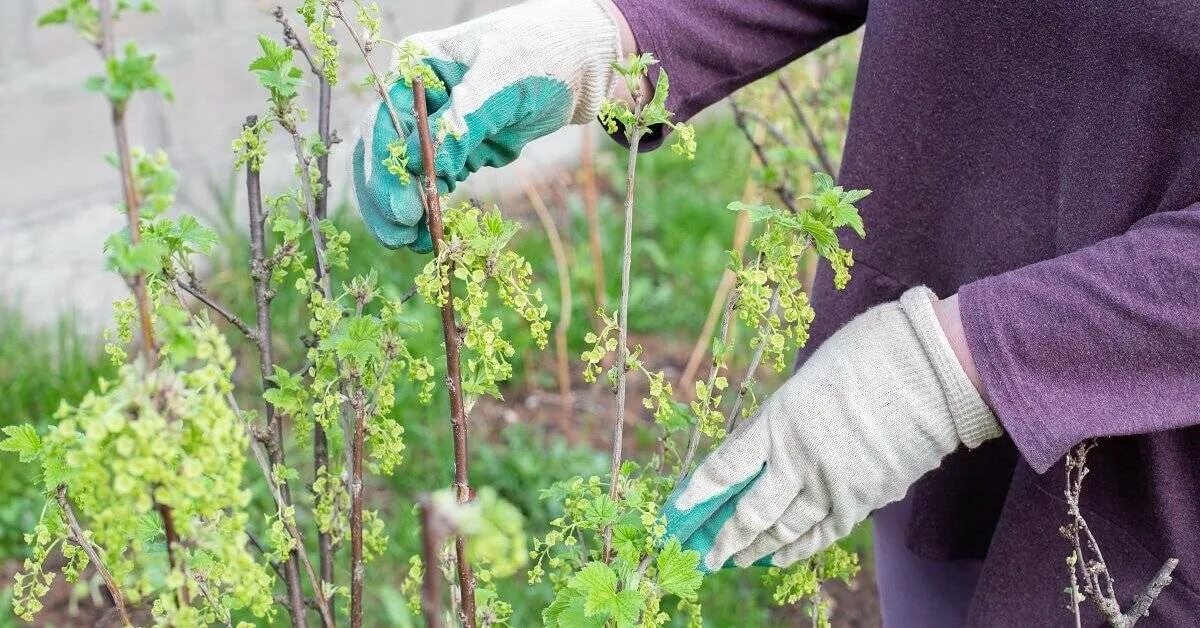 Как ухаживать за крыжовником. Куст смородины весной. Прополка смородины. Смородина черная куст. Кусты смородины в саду.