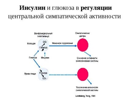 Суть инсулина