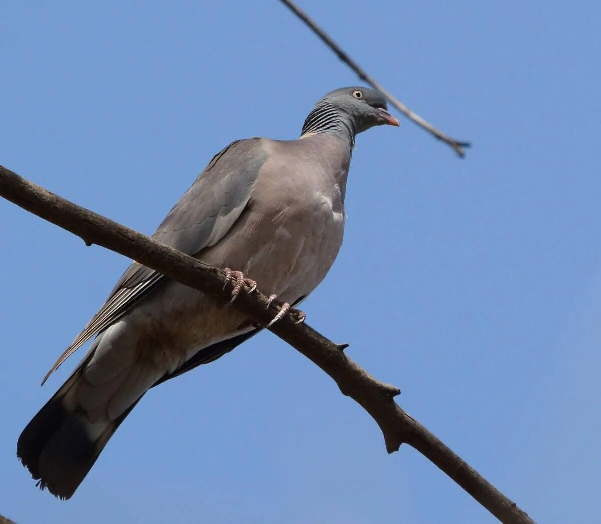 Вяхирь витютень. Вяхирь (Columba palumbus). Дикий голубь вяхирь. Лесной голубь вяхирь. Как называется лесной голубь