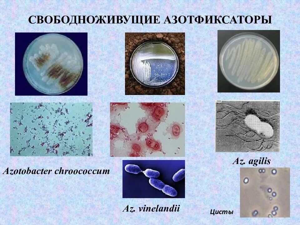 Клубеньковые азотфиксирующие бактерии. Rhizobium почвенные бактерии. Бактерии рода rhizobium. Фиксация азота азотфиксирующими бактериями. Бактерии рода azotobacter.