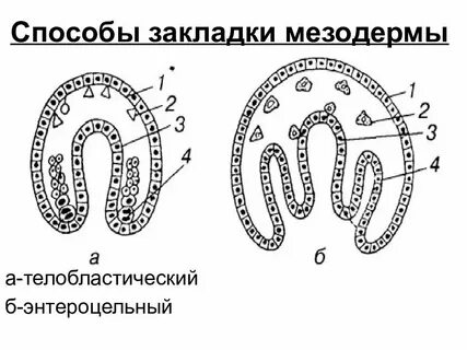 Мезодерма формируется на стадии