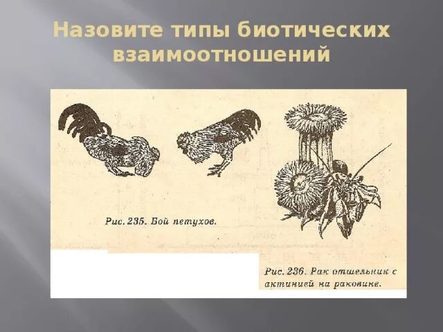 Как называется тип биотического взаимоотношения. Бой петухов тип взаимоотношений. биотические взаимоотношения бой петухов. назовите типы. бой петухов вид отношений.