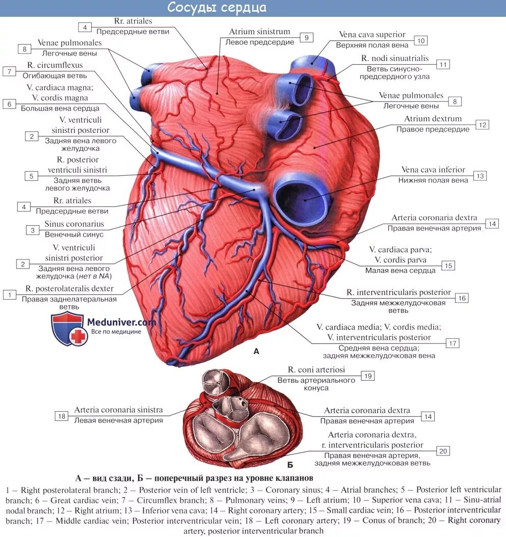 Cordis латынь. Вена системы венечного синуса сердца. Вена системы венечного синуса сердца латынь. Вены сердца 3 системы система вен венечного синуса. Венечные вены анатомия.