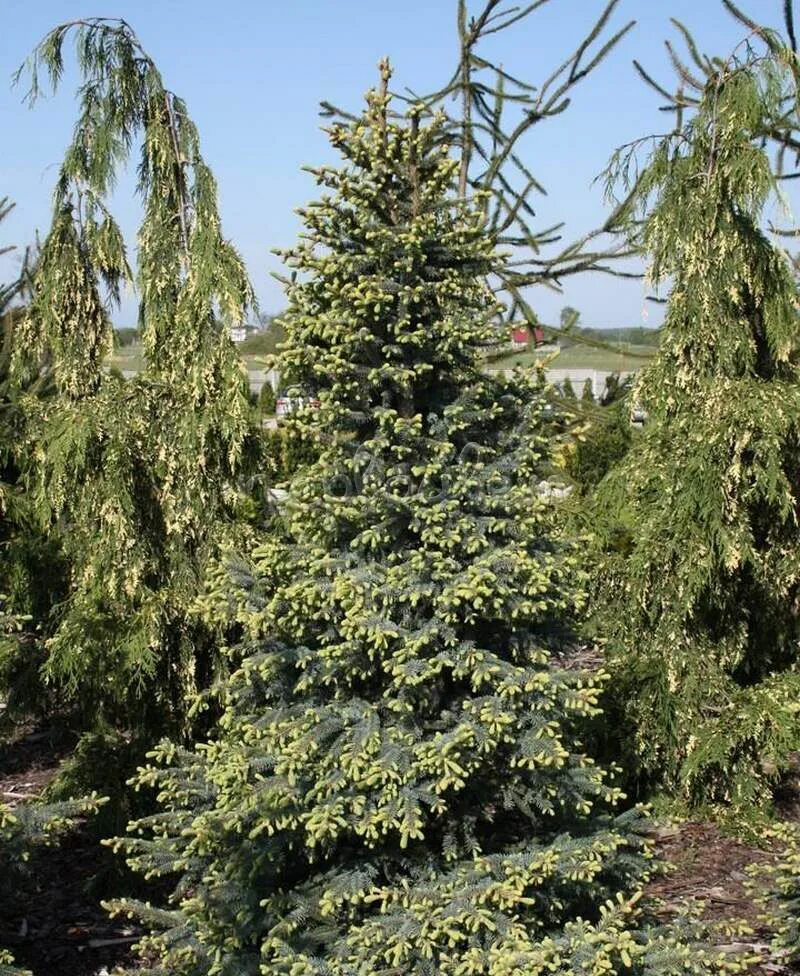 Picea Mariana Aurea. Ель чёрная Aurea / Picea Mariana Aurea. Ель черная Picea Mariana.