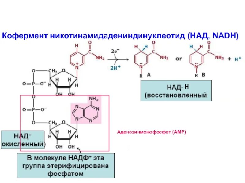 Кофермент надф