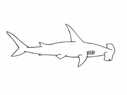 Акула молот рисунок