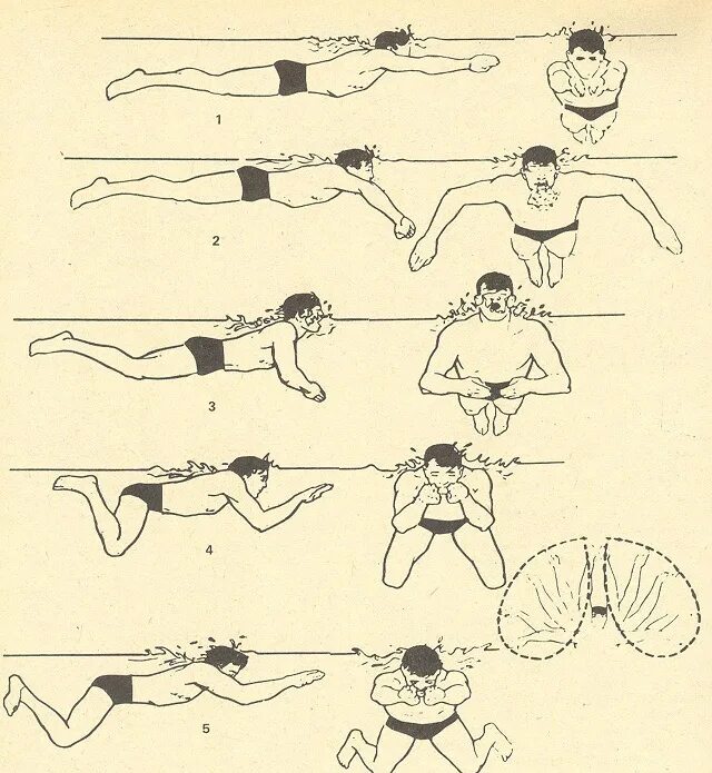Стиль плавания брасс техника. Техника плавания ноги брасс техника. Брасс техника плавания схема. Техника плавания брассом для начинающих. Научиться плавать взрослому с нуля самостоятельно