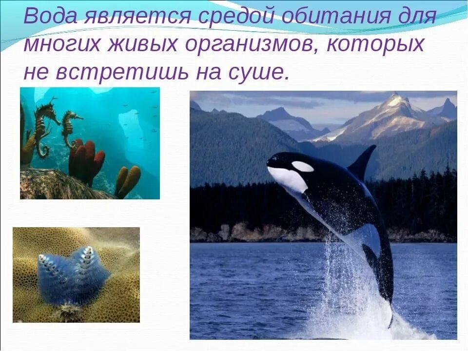 Вода среда обитания живых организмов. Обитатели водной среды обитания. Водная среда обитания организмов. Организмы обитающие в водной среде. Обитатели водной среды для детей.