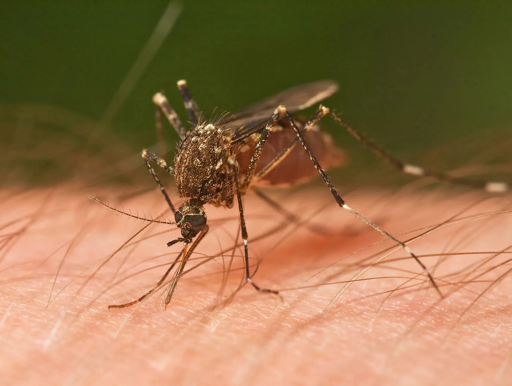 Малярия животное. Малярийный комар. Кровососущие комары. Culicidae (кровососущие комары).