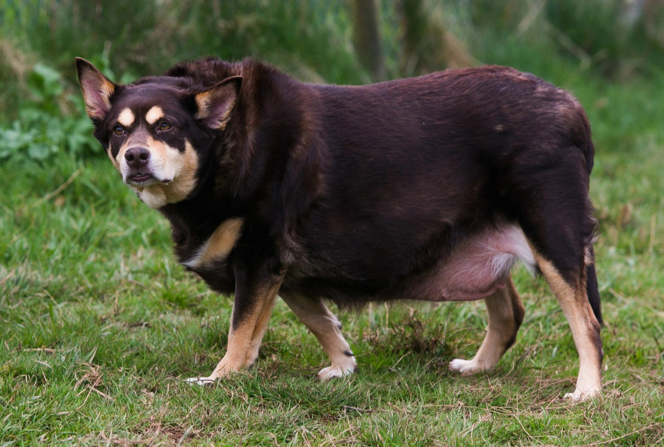 Толстая маленькая собака. Ожирение у собак. Толстая дворняга. Толстая порода собак.