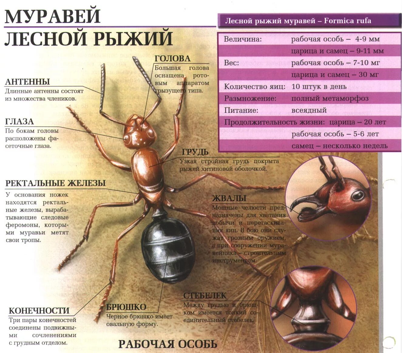 Какой тип развития характерен для муравья. Строение рыжего лесного муравья. Рыжий Лесной муравей Тип развития. Внешнее строение рыжего лесного муравья. Строение лесных муравьев.