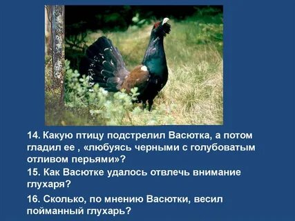 Как васютка отвлек глухаря