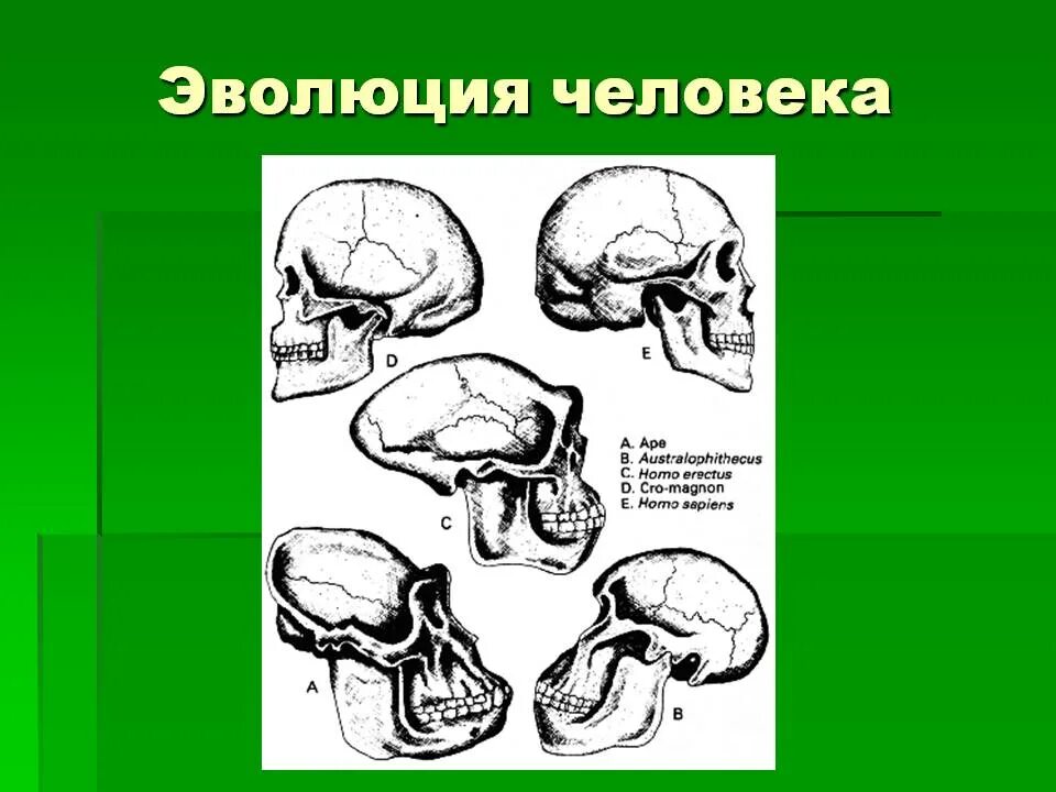 Эволюция человека презентация. Презентация эволюция человека 9 класс биология. Презентация эволюция человека 9 класс биология. Объем головного мозга кроманьонца. Доклад на тему эволюция человека.