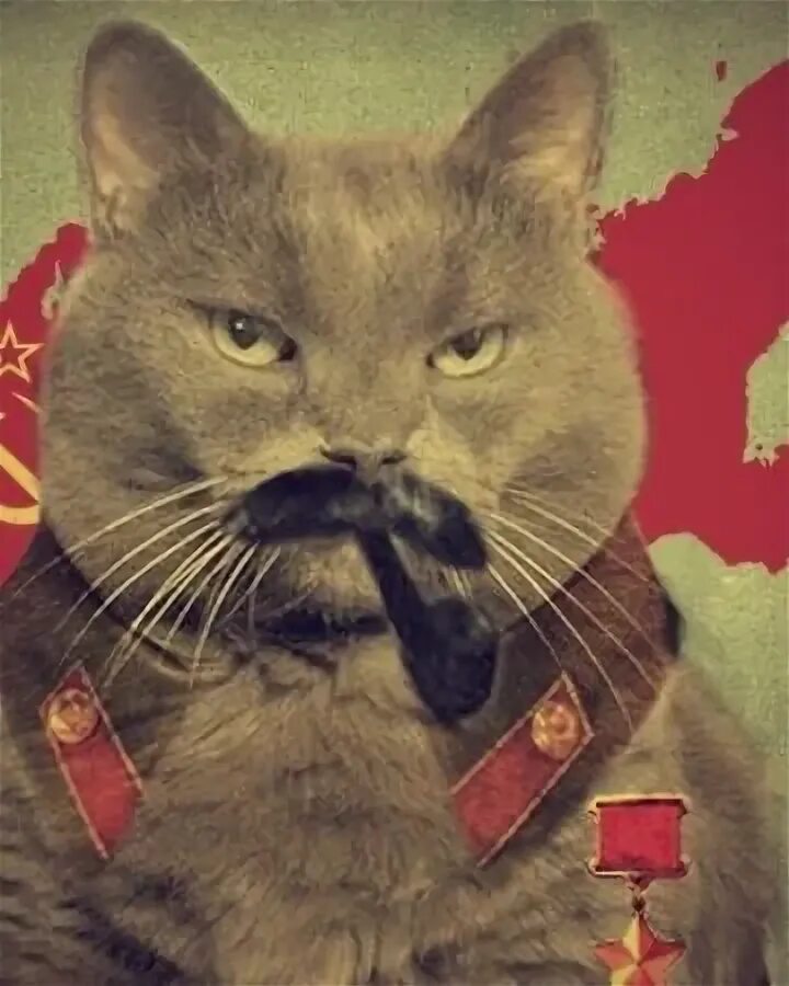 Иосиф бродский писатель. Иосиф бродский. Иосиф бродский с котом. Иосиф бродский. Иосиф бродский котик.