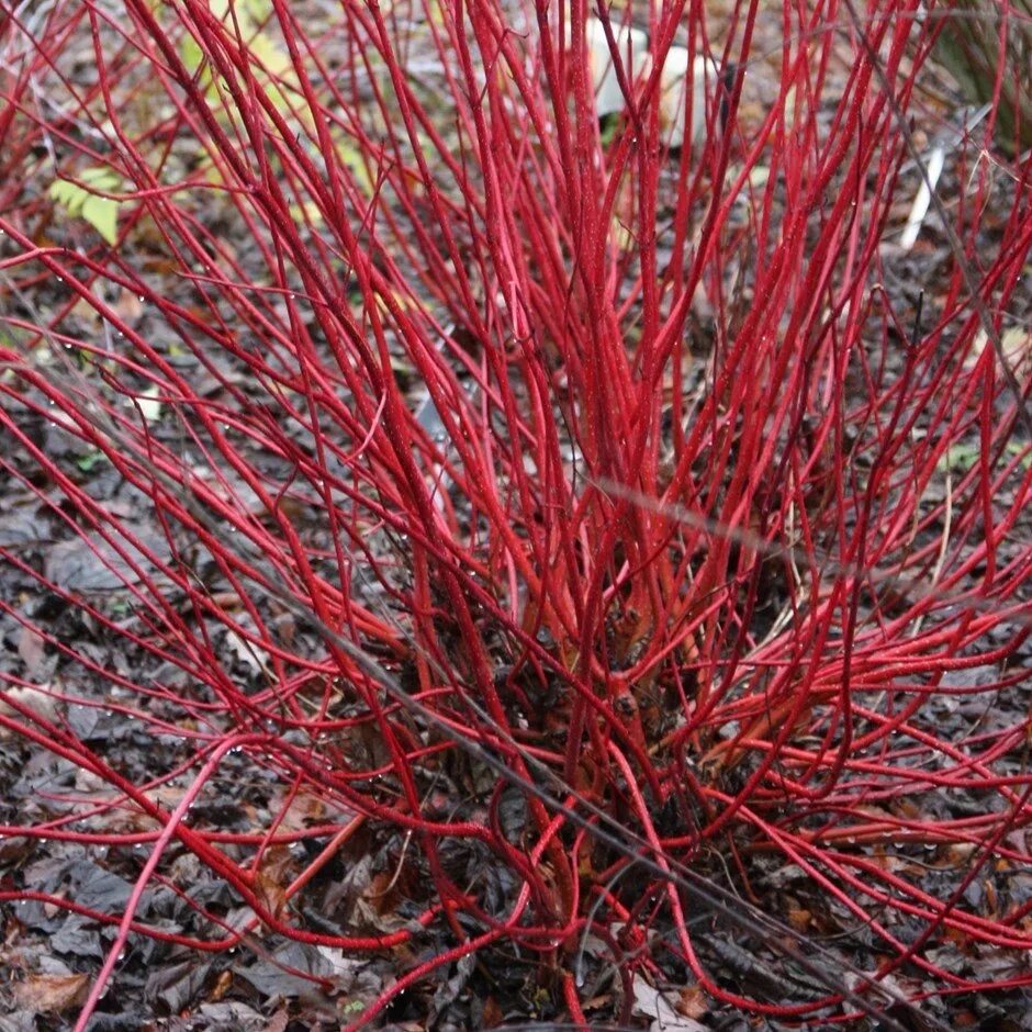 Дерен красный купить. Cornus Alba sibirica. Дёрен белый.