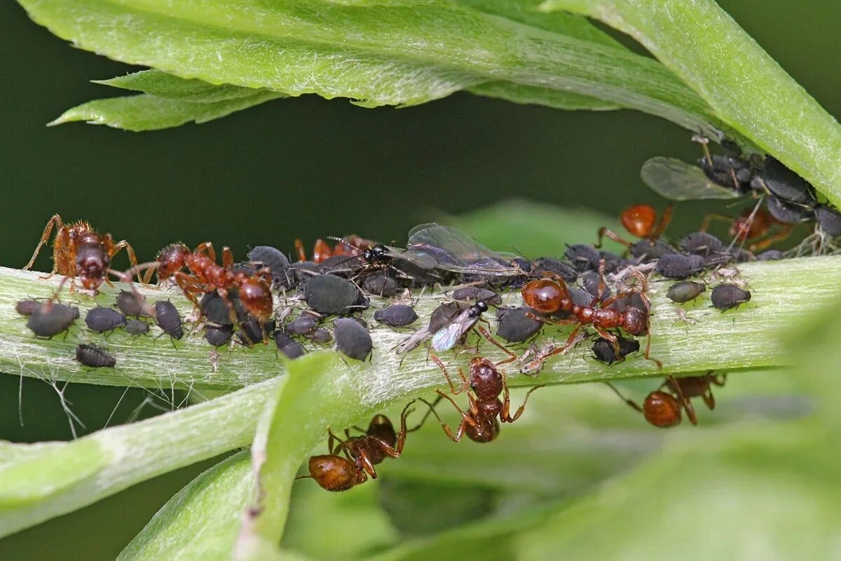 Муравьи Myrmica rubra. Галловая тля на персике. Муравьи вредители. Черный садовый муравей с тлей. Растения которые разрушают