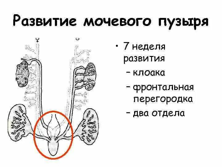 Мочевой пузырь развивается из. Эволюция мочевого пузыря. Развитие мочевой системы. Источник развития мочевого пузыря.