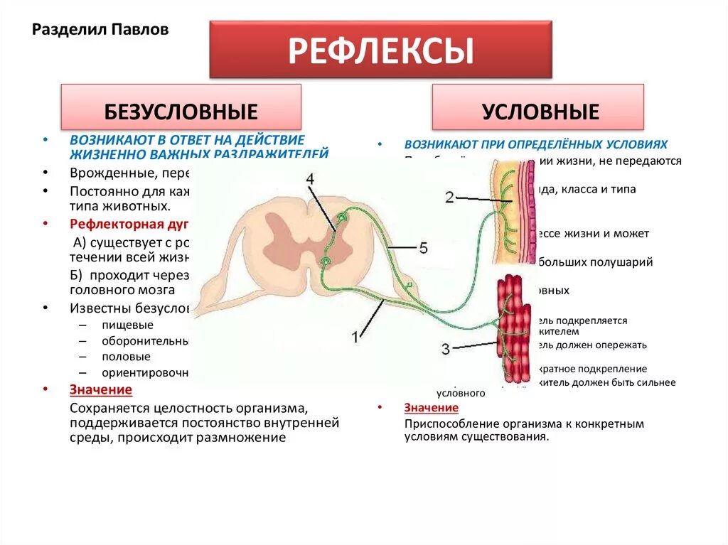 Рефлекс живого. Схема безусловного рефлекса. Схема действия защитного рефлекса. Пример рефлекторной дуги безусловного рефлекса. Рефлексы условные и безусловные схема.