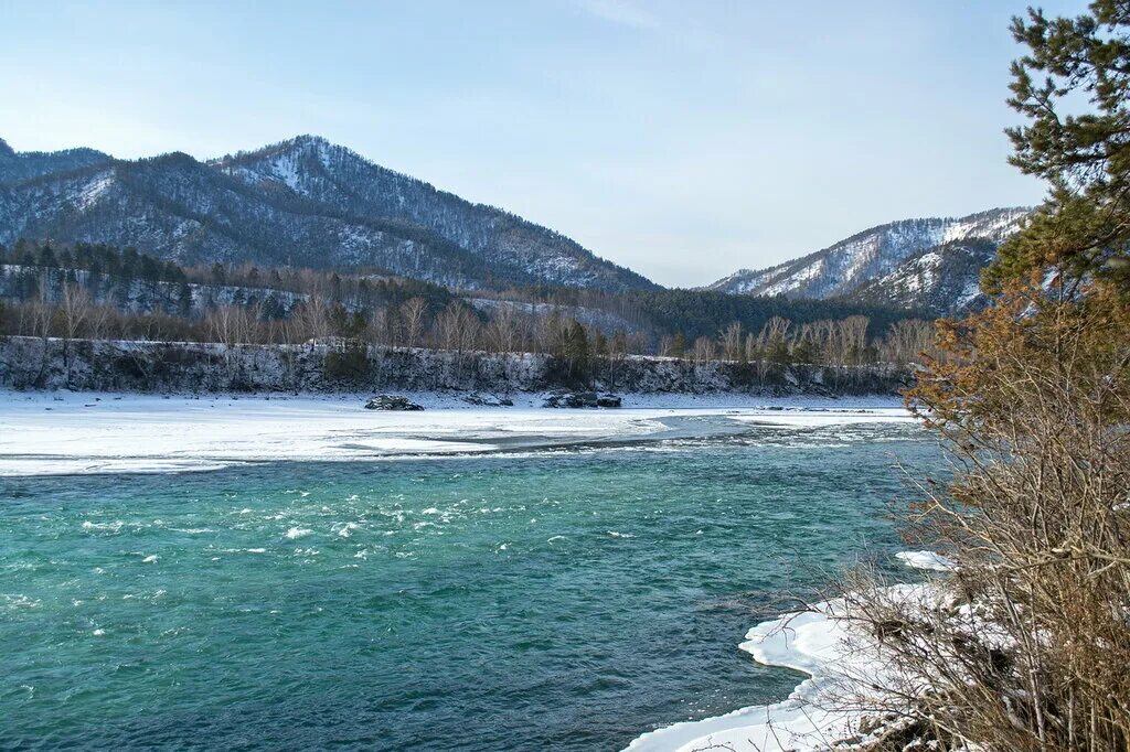Уровень воды в катуне на сегодня. Бирюзовая Катунь зимой горный Алтай. Река бирюзовая Катунь зимой. Бирюзовая Катунь Алтай зимой. Березовая катуньзимой.