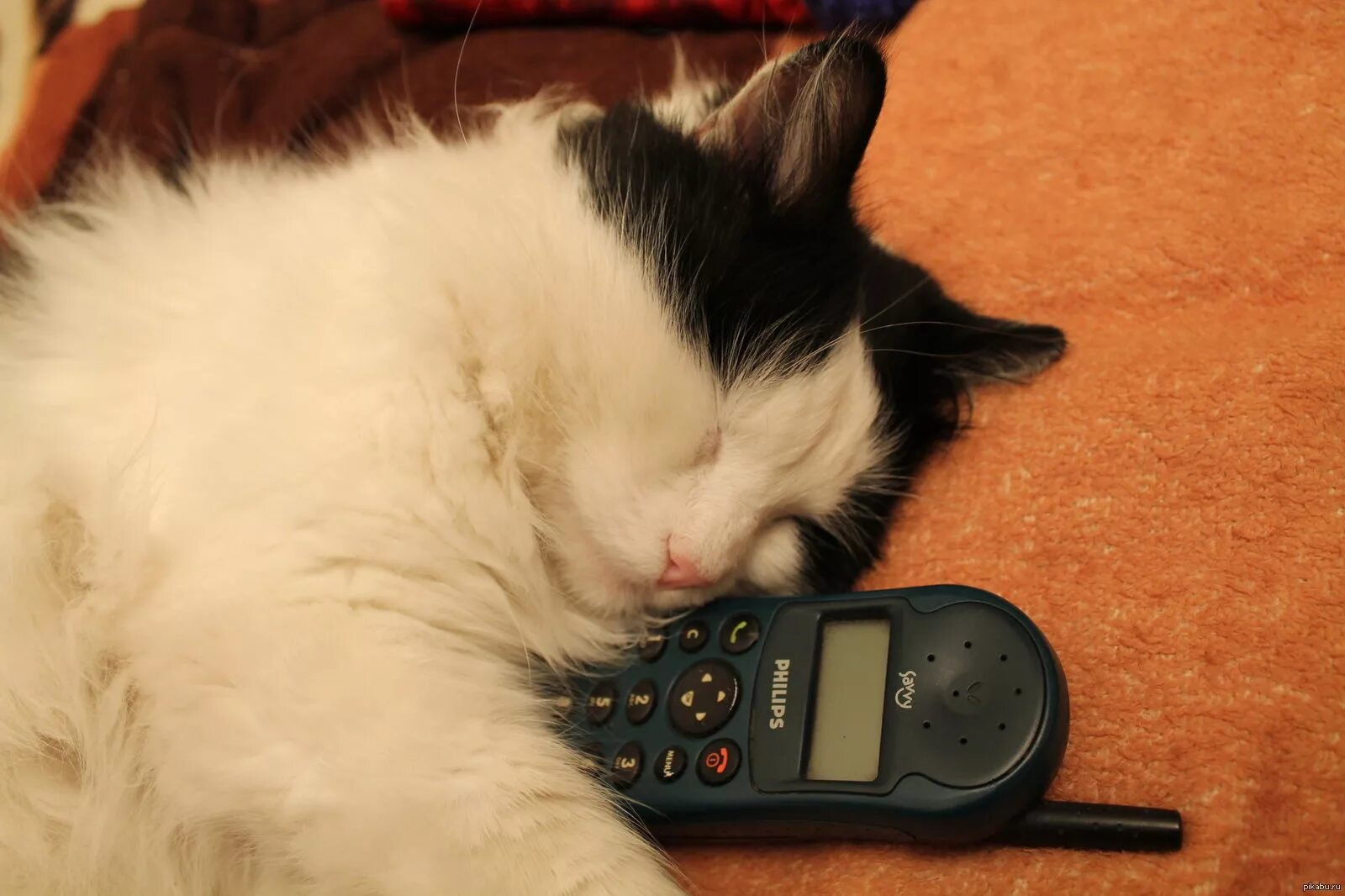 Кот ждет звонка. Котик ждет звонка. Котик ждет у телефона. Котик с телефоном ждет звонка. Неведомые дали жду звоночка