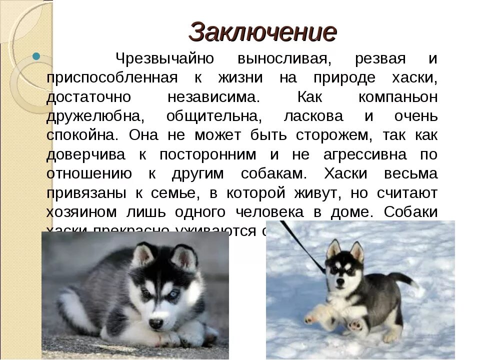 Доклад на тему собаки. Хаски собака характеристика породы особенности. Сообщение о породе собак хаски. Описать породу собаки хаски. Собака хаски описание для детей 2 класса.