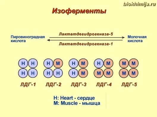 Ферменты изоферменты. Изоферменты лактатдегидрогеназы. Изоферменты ЛДГ. Строение изоферментов биохимия. Изоферменты лактатдегидрогеназы биохимия.