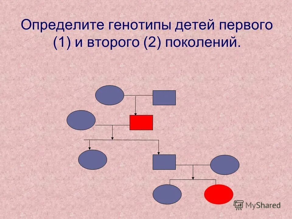 влияние генотипа и среды на развитие признака. задача по генетике на цвет глаз. генотип родителей и ребенка. генотип 2 группы крови. определить генотип и фенотип потомства.