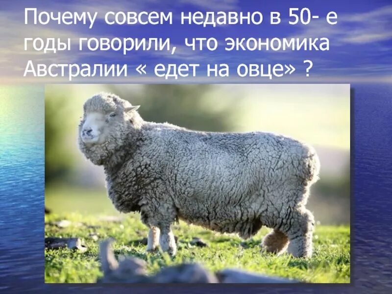 Экономика Австралии едет на овце. Австралия едет на овце. Почему в 50 годы говорили что экономика Австралии едет на овце. Почему экономика Австралии едет на овце. Отчего совсем