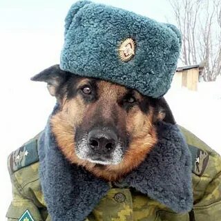 Собачий форму