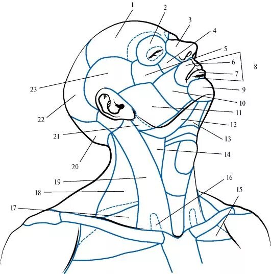 мышцы головы анатомия баммес. анатомия шеи человека вид сзади. рисунок внутреннее строение головы и шеи человека. рисунок внутреннее строение головы и шеи человека. внутренняя сонная артерия головного мозга.