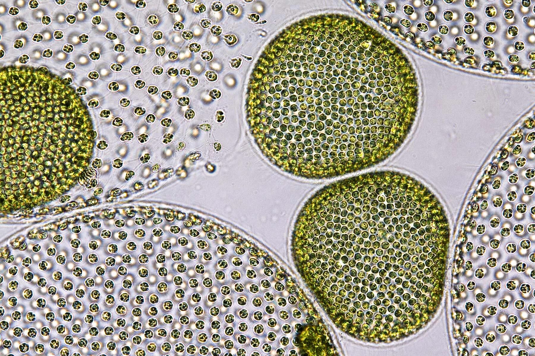 Хлоропласты микроскоп. Хлоропласты у вольвокса. Вольвокс в микроскопе. Вольвокс под микроскопом. Вольвоксовые водоросли.