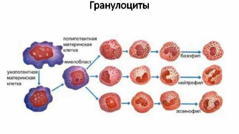 Лейкоциты гранулоциты и агранулоциты. Развитие нейтрофилов. Увеличение палочкоядерных нейтрофилов. Гранулоциты в костном мозге. Полипотентные клетки